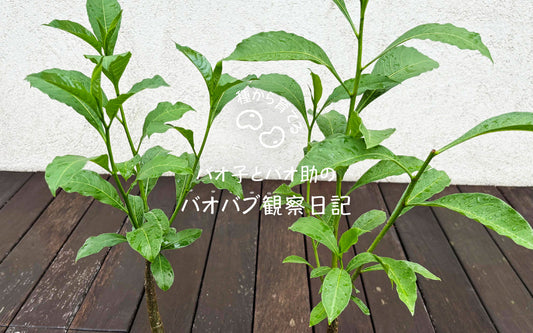 バオバブ観察日記#19