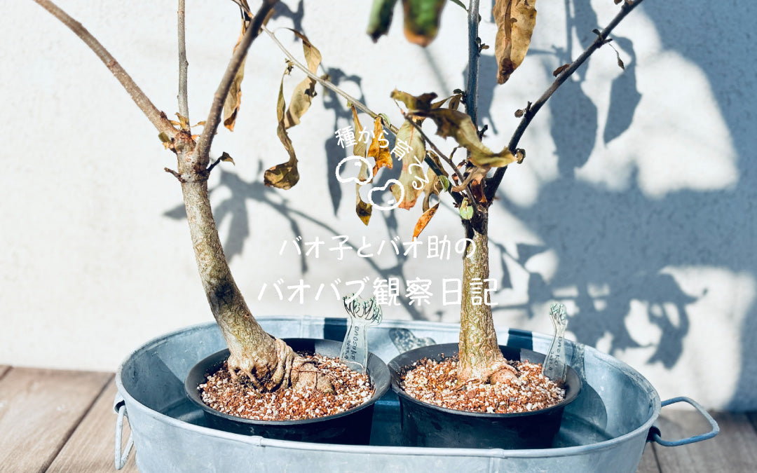 featured-kansatsu-