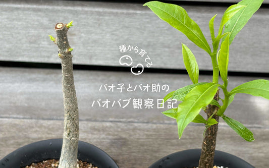バオバブ観察日記#18