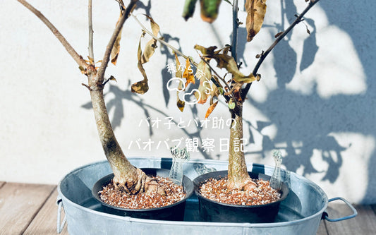 バオバブ観察日記#21