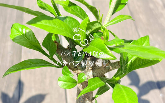 バオバブ観察日記#22