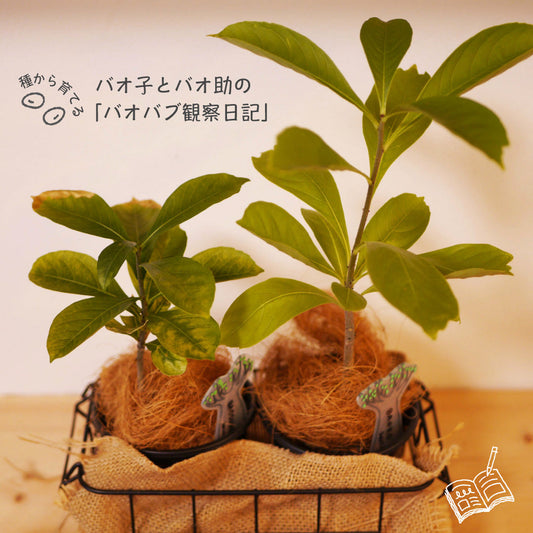 バオバブ観察日記#7
